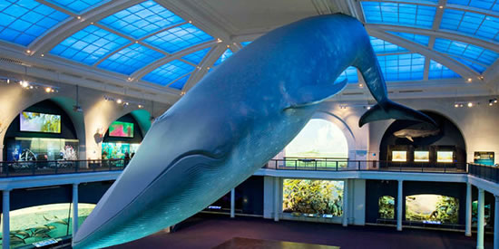 Graduation at AMNH takes place under the Giant Blue Whale