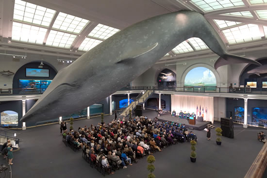 The 2018 commencement took place under the iconic 21,000-pound fiberglass blue whale model in the Milstein Hall of Ocean Life