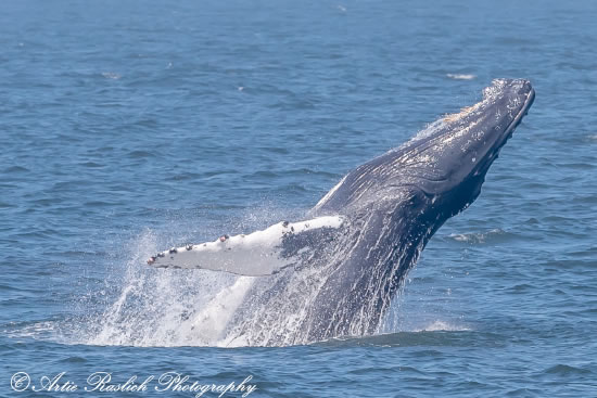 Humpback whale breaching off of NYC waters
